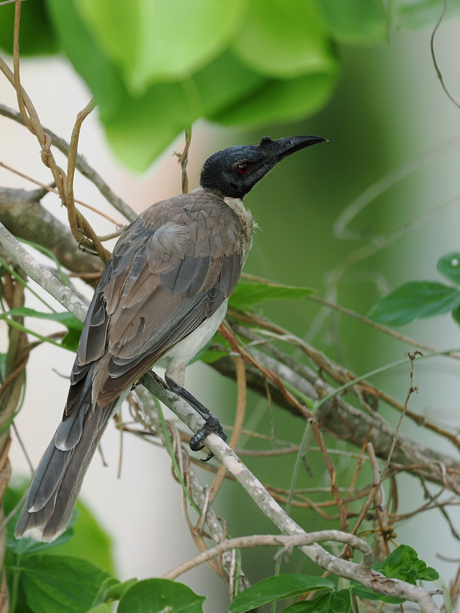 Noisy Friarbird - ML613028169