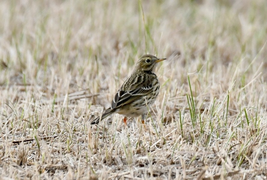 Meadow Pipit - ML613028174