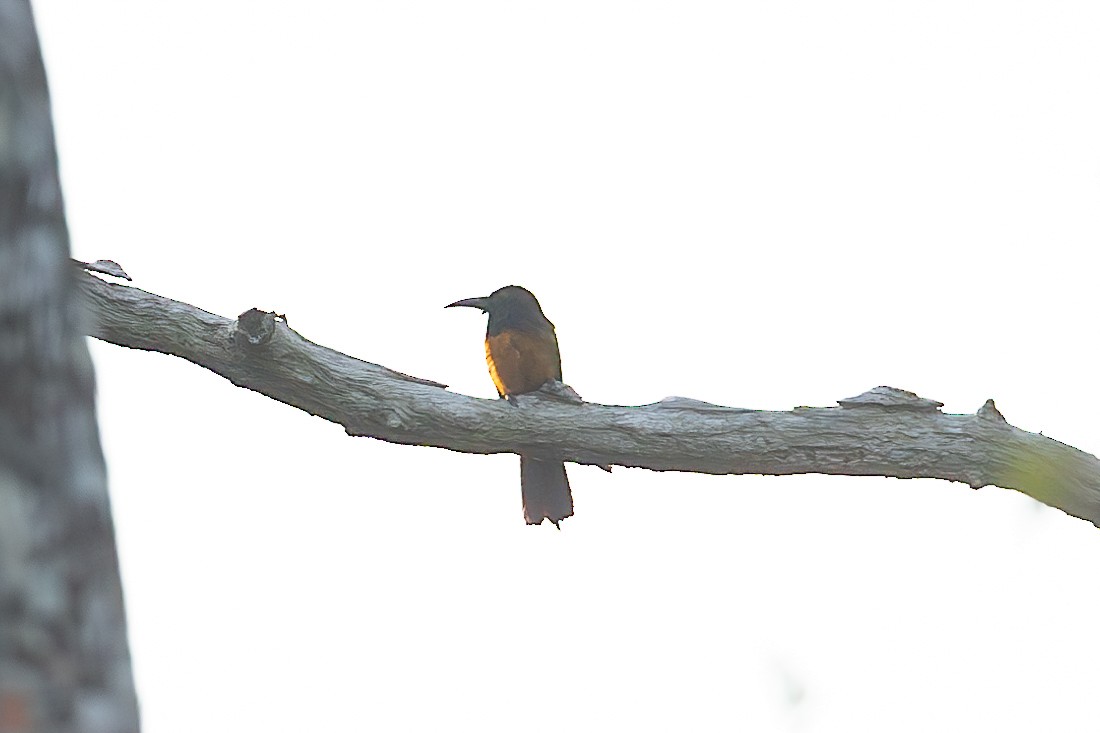 Black-headed Bee-eater - Anders Peltomaa