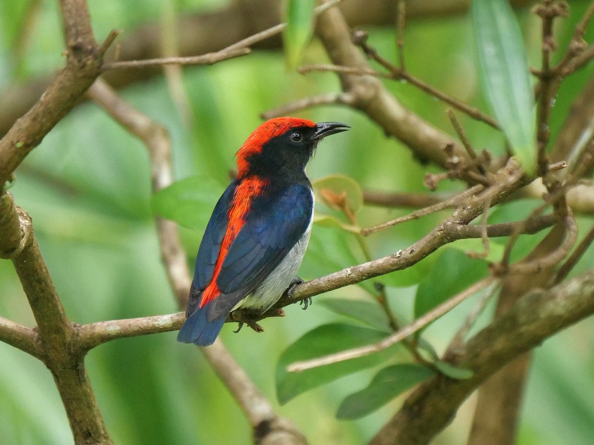 Scarlet-backed Flowerpecker - ML613028366