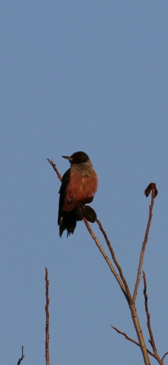 Lewis's Woodpecker - ML613028400