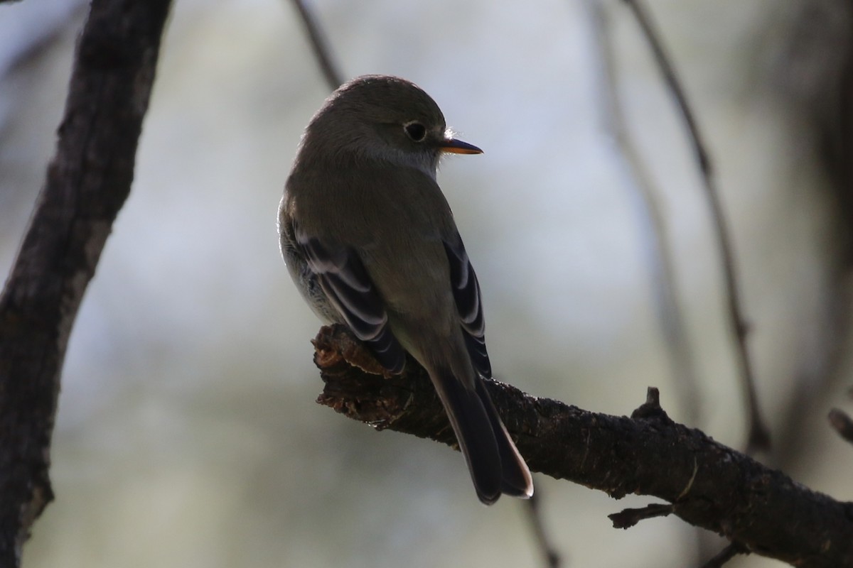 Gray Flycatcher - ML613028402