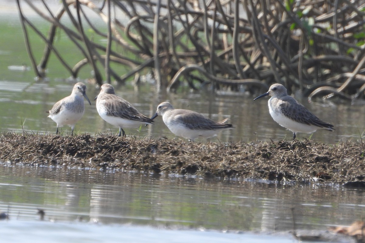 Dunlin - ML613028473