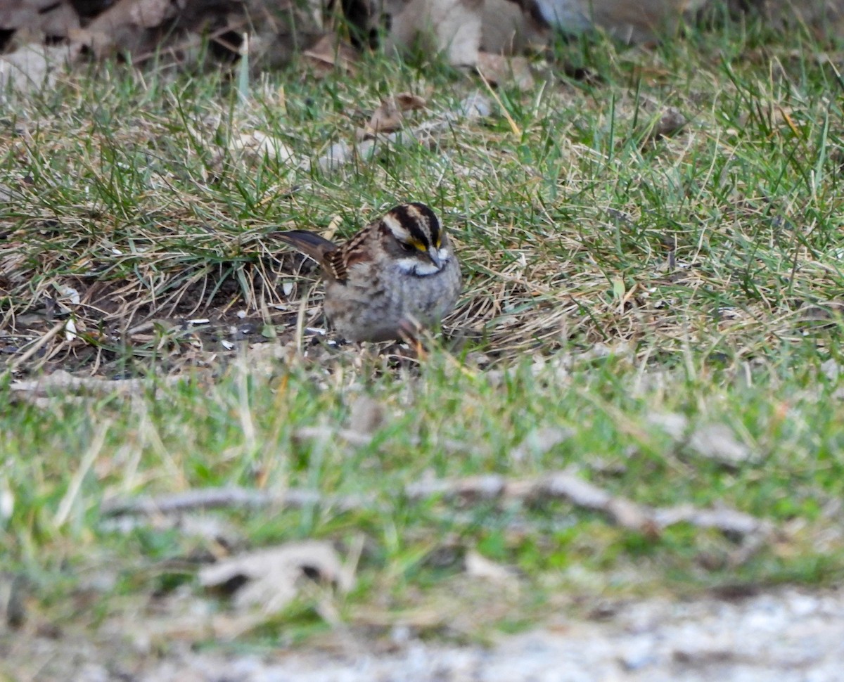 White-throated Sparrow - ML613028489