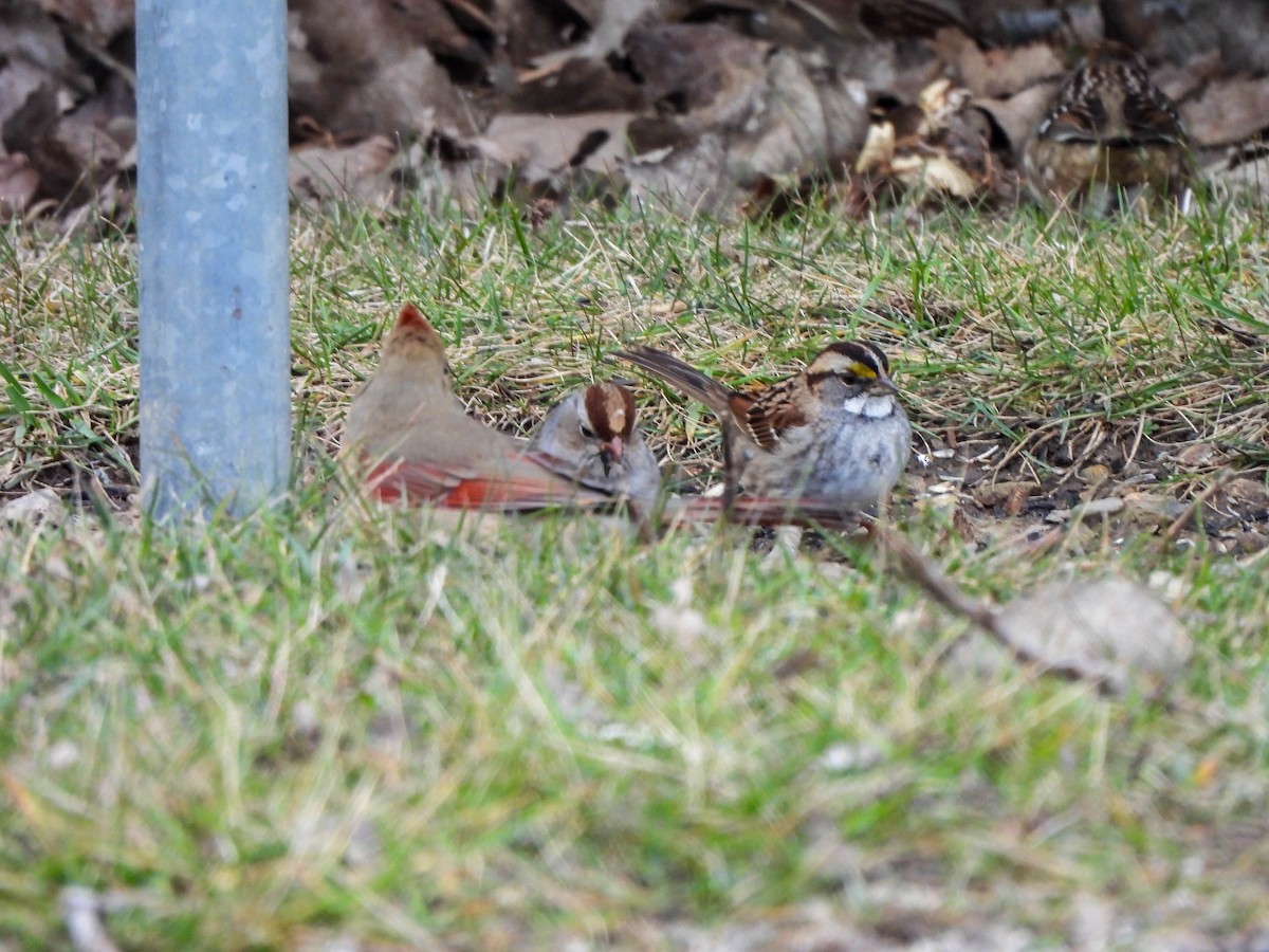 White-throated Sparrow - ML613028491