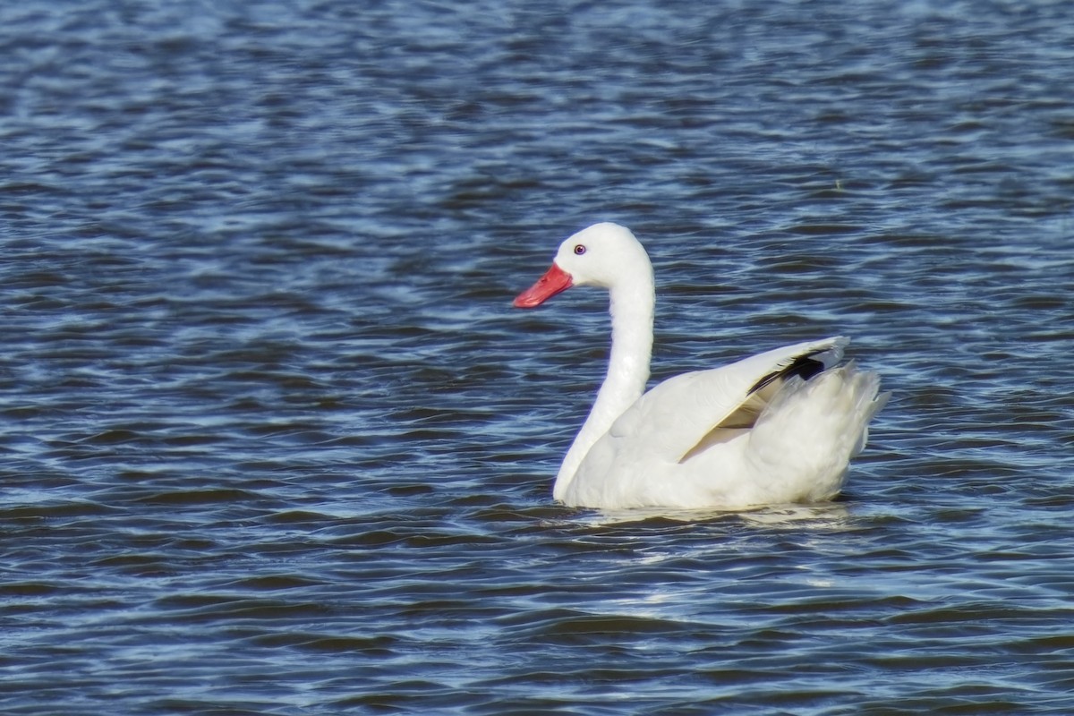 Coscoroba Swan - Holger Teichmann