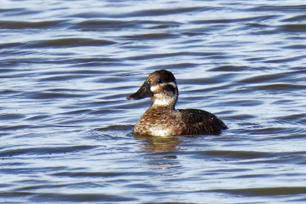 Lake Duck - Holger Teichmann