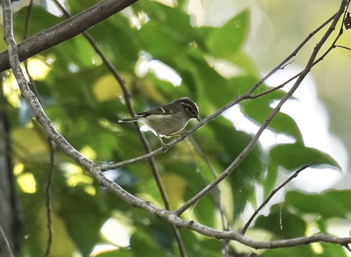 Hume's Warbler (Eastern) - ML613028552