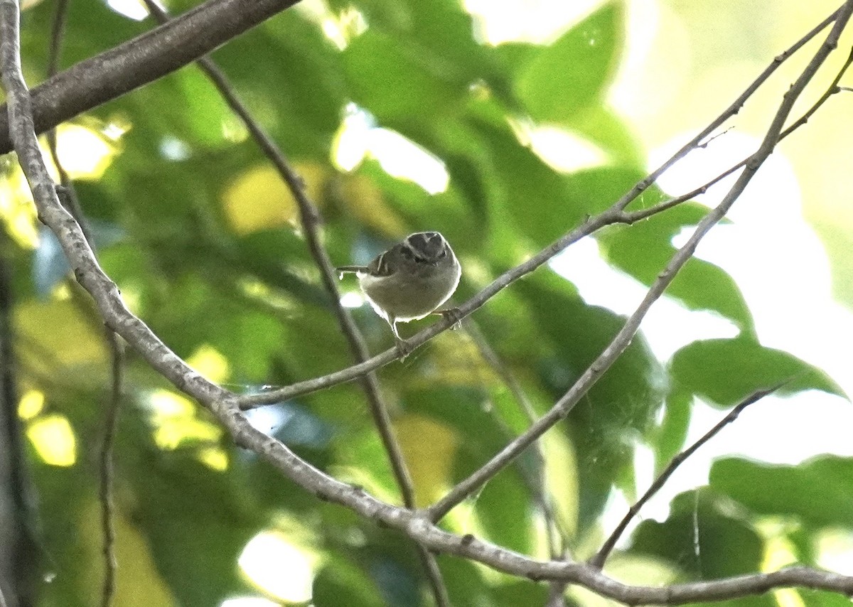 Hume's Warbler (Eastern) - ML613028555