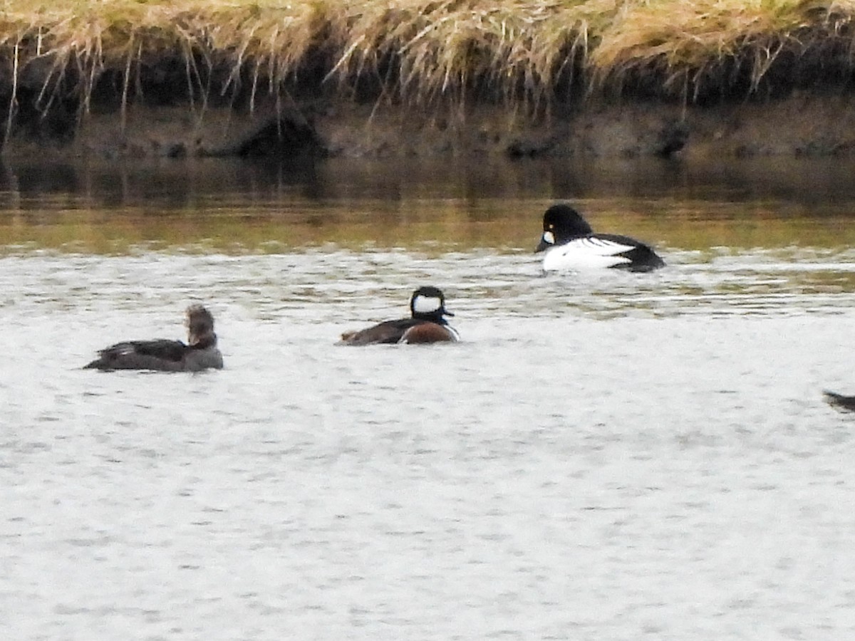 Common Goldeneye - ML613028575