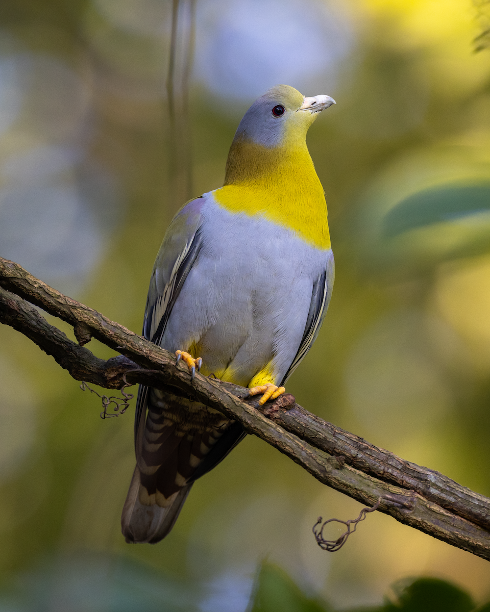 Yellow-footed Green-Pigeon - ML613028598