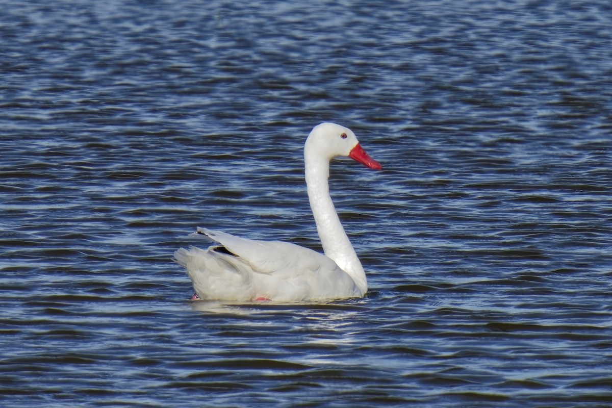 Coscoroba Swan - Holger Teichmann