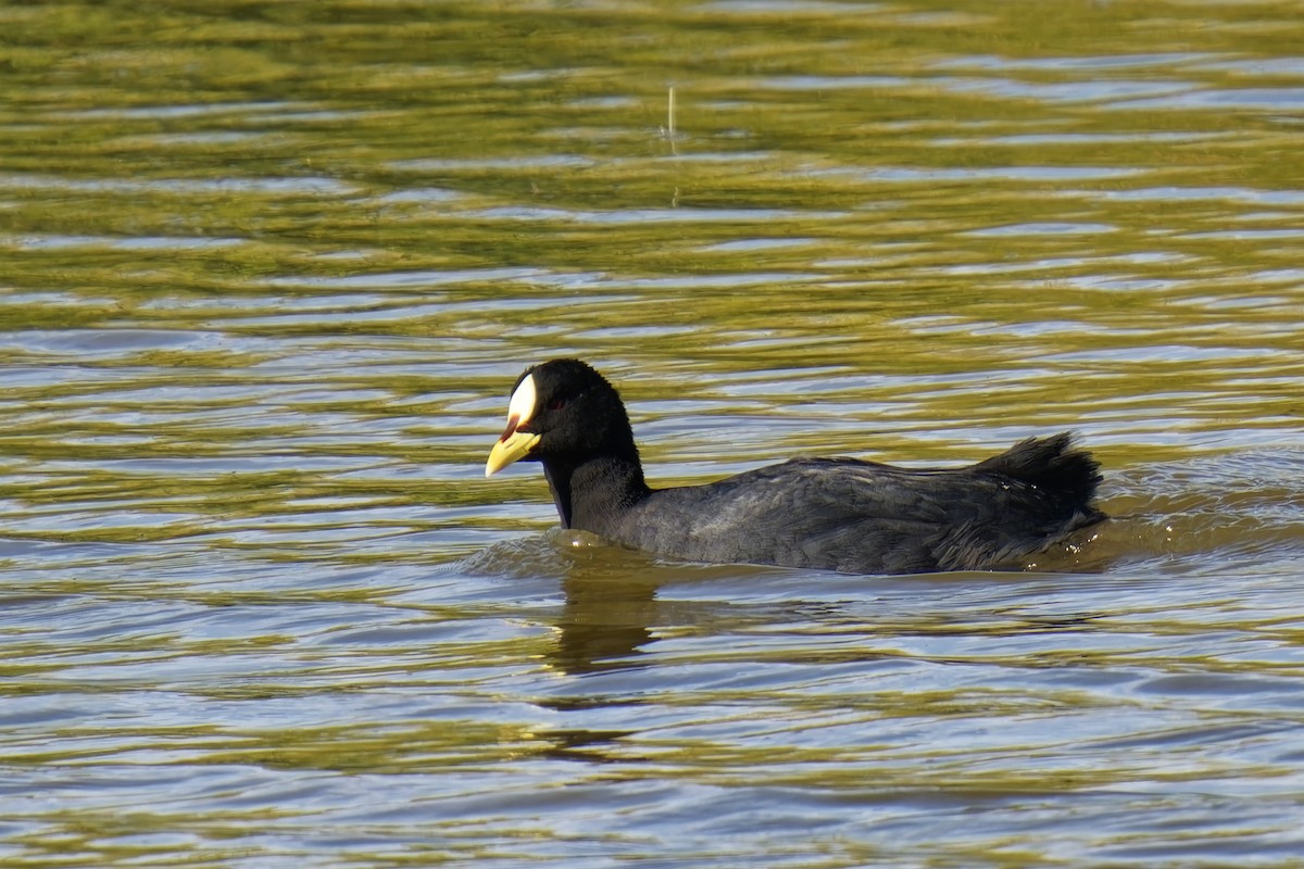 Gelbschnabel-Blässhuhn - ML613028617