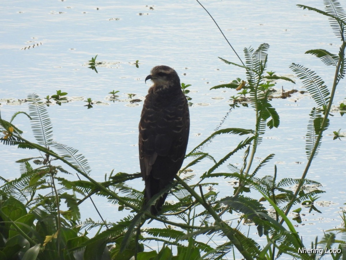 Snail Kite - ML613028625