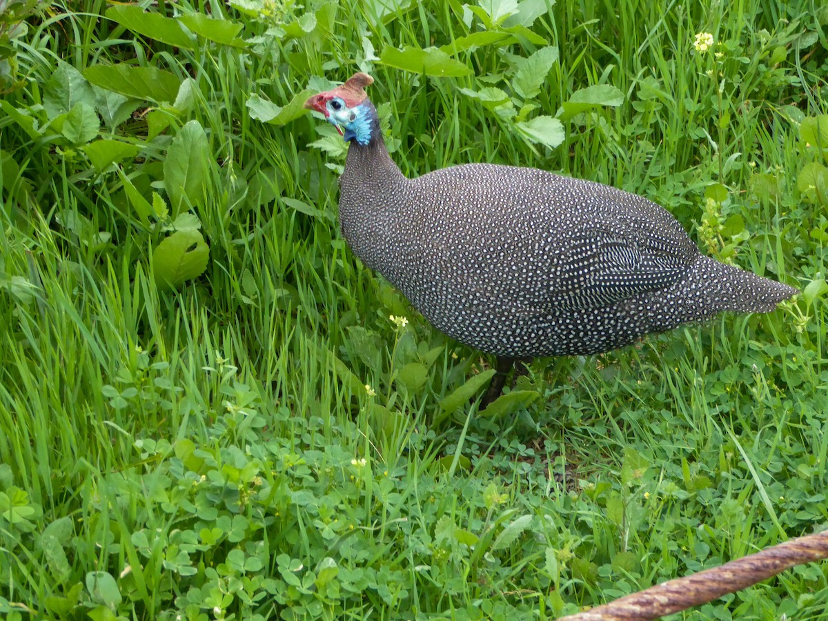 Helmeted Guineafowl - ML613028631