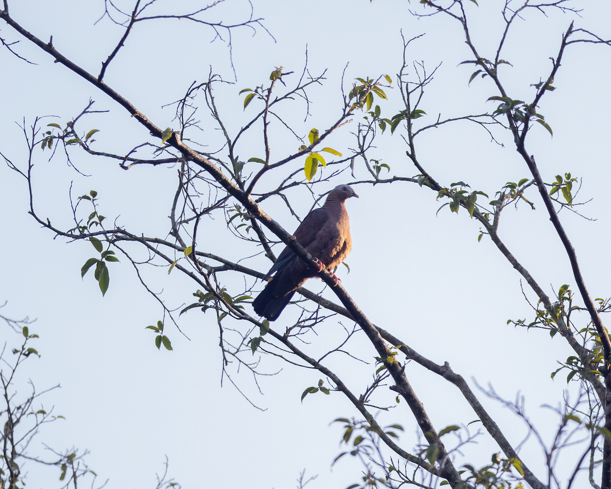 Pale-capped Pigeon - ML613028816
