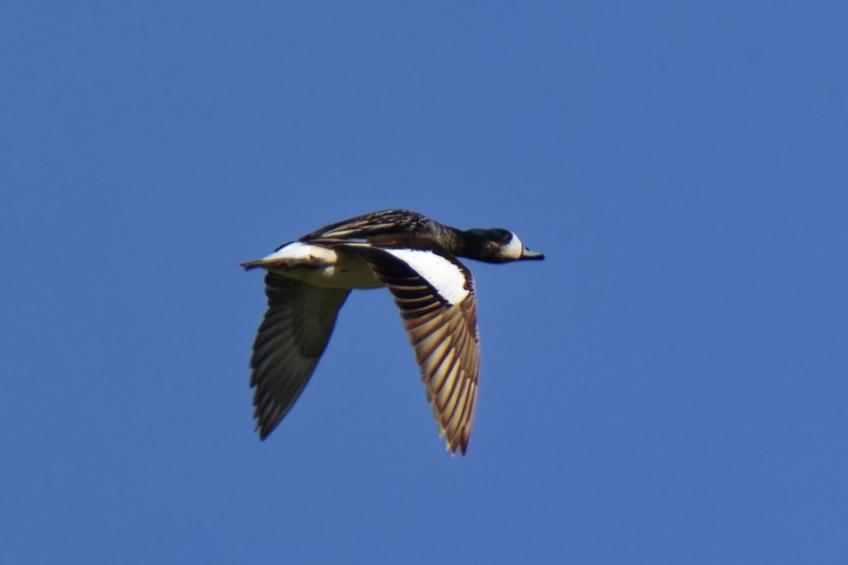 Chiloe Wigeon - ML613028823