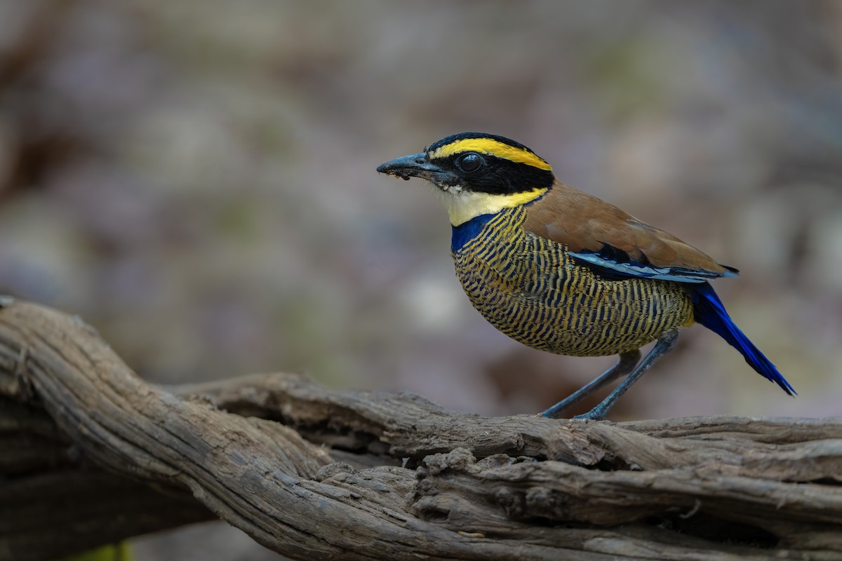 Javan Banded-Pitta - Wasu Vidayanakorn