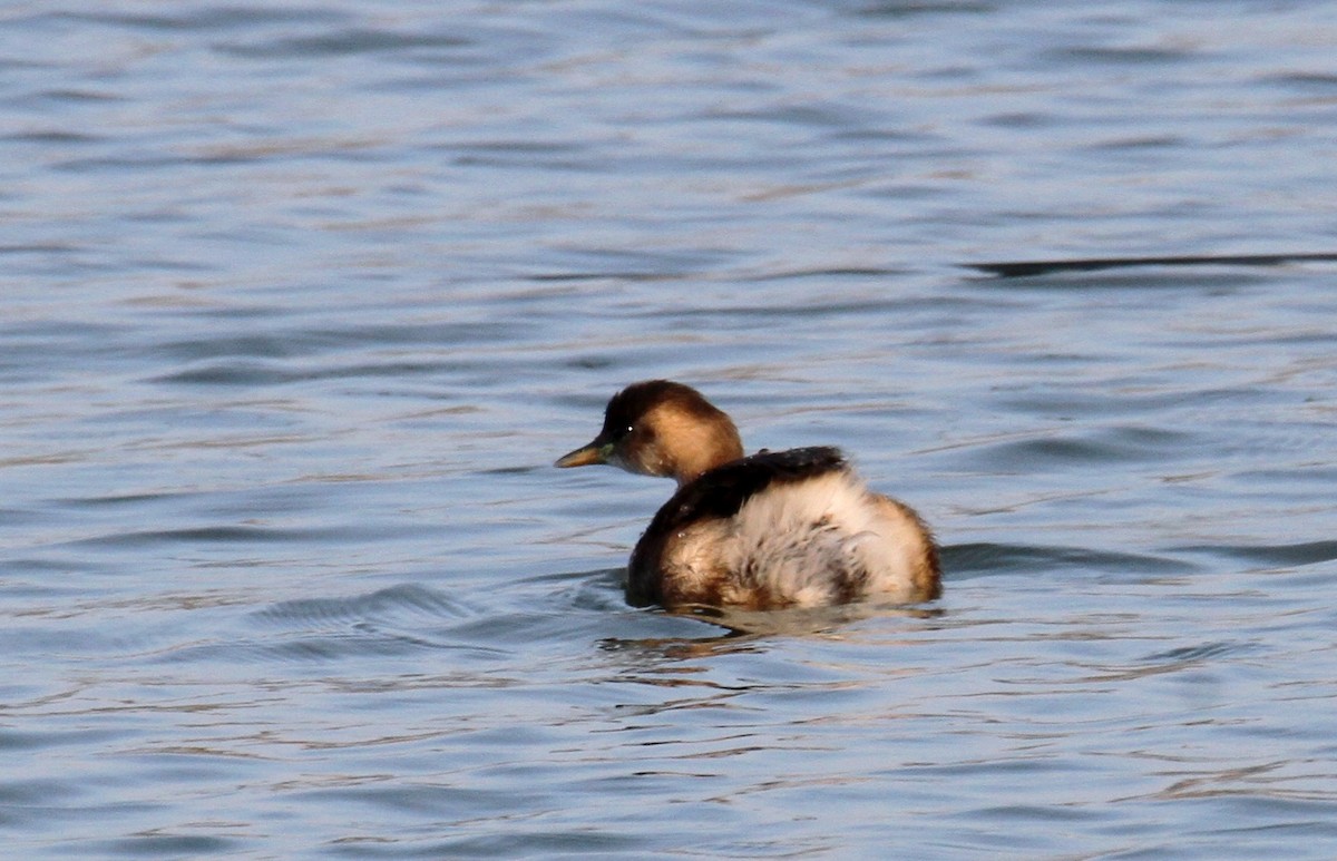 Little Grebe - yuda siliki