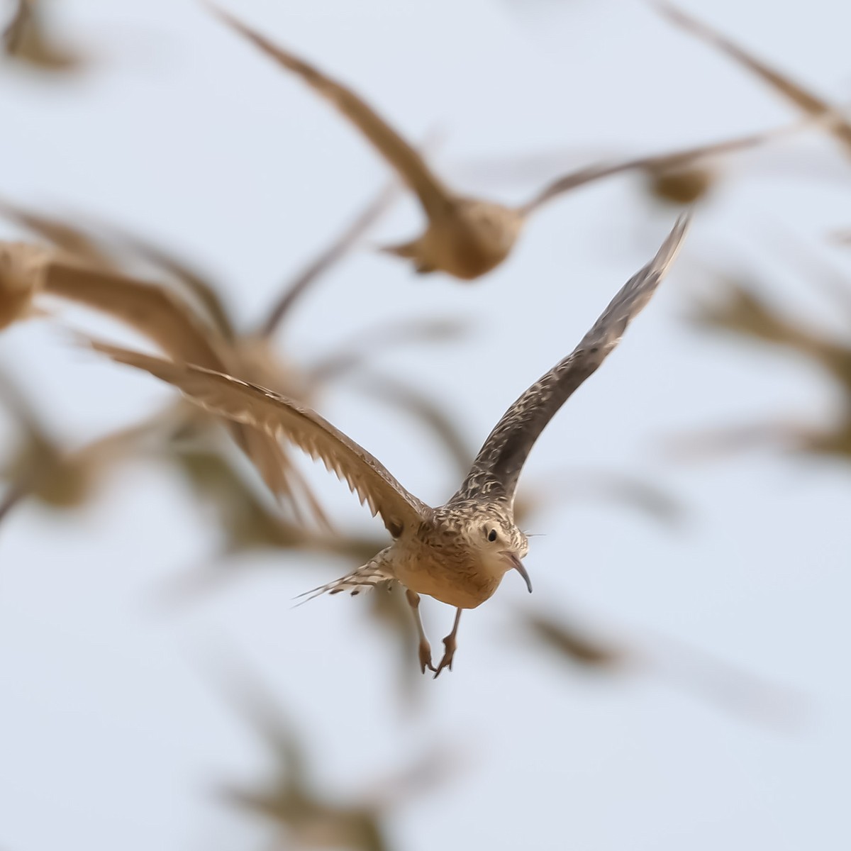 Little Curlew - ML613028863