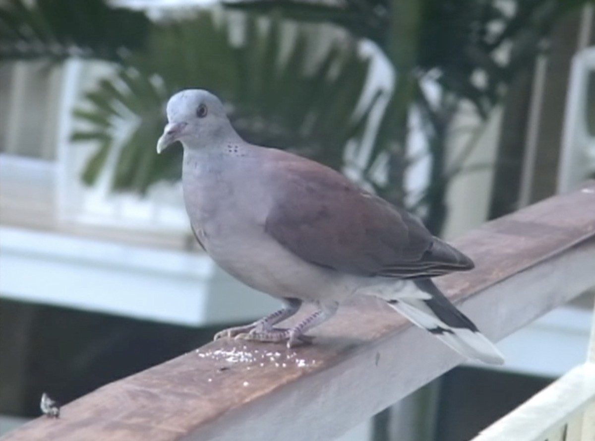 Malagasy Turtle-Dove - ML613028916