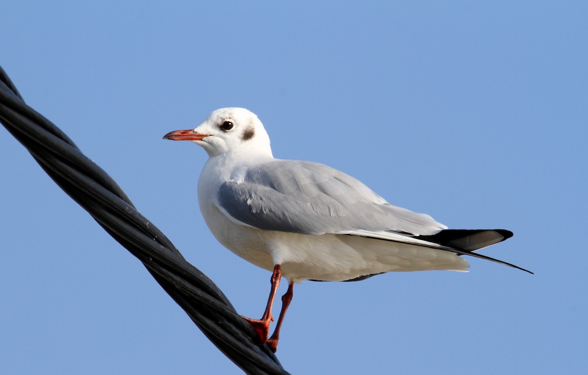Mouette rieuse - ML613028936
