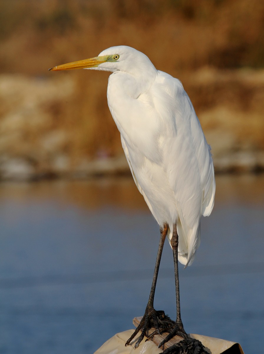 Great Egret - ML613028977