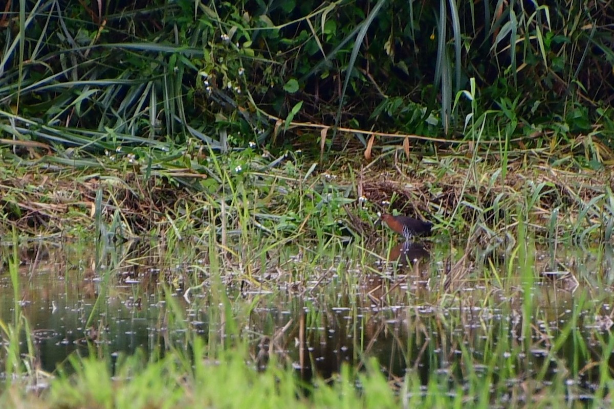 Band-bellied Crake - ML613029003