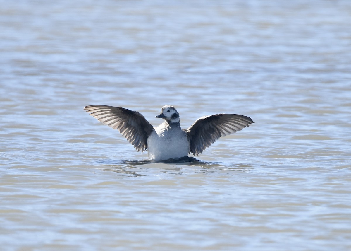 Long-tailed Duck - ML613029037