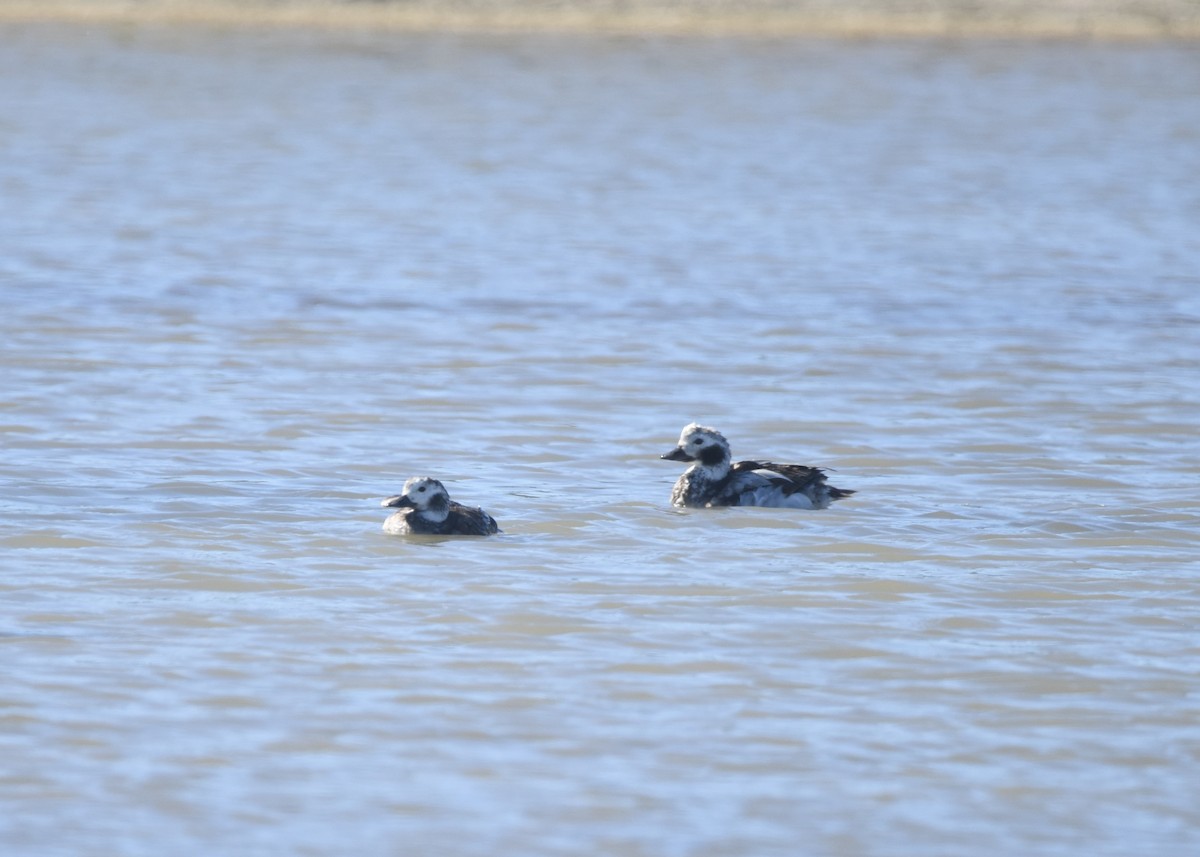 Long-tailed Duck - ML613029038