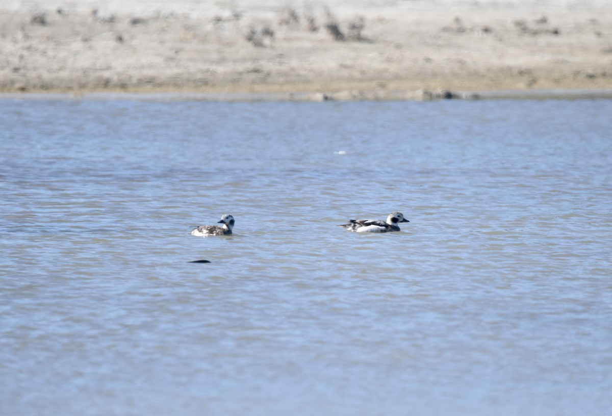 Long-tailed Duck - ML613029039