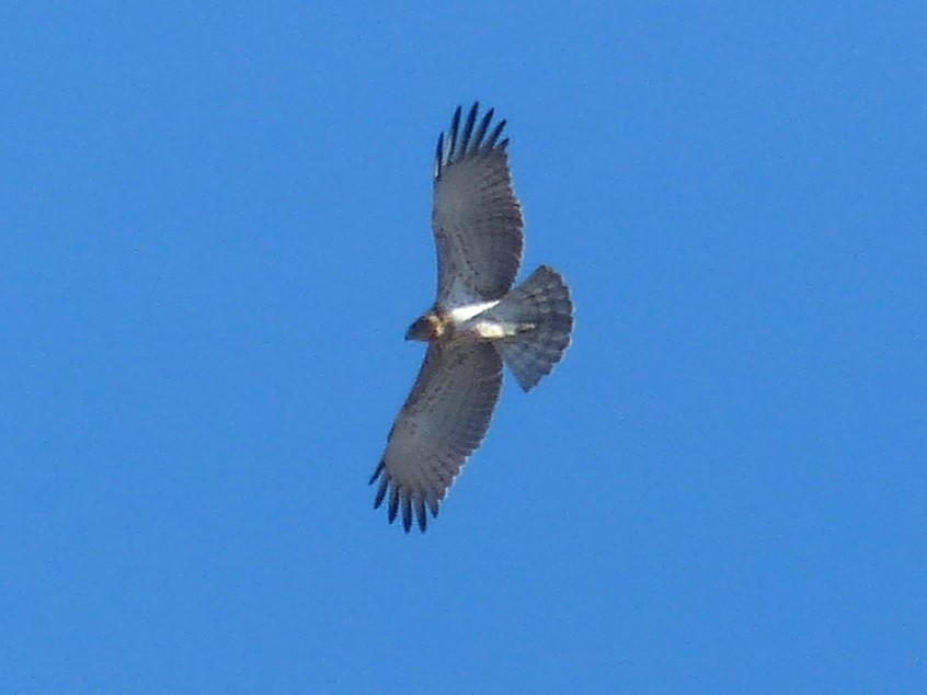 Short-toed Snake-Eagle - José Ignacio Molina