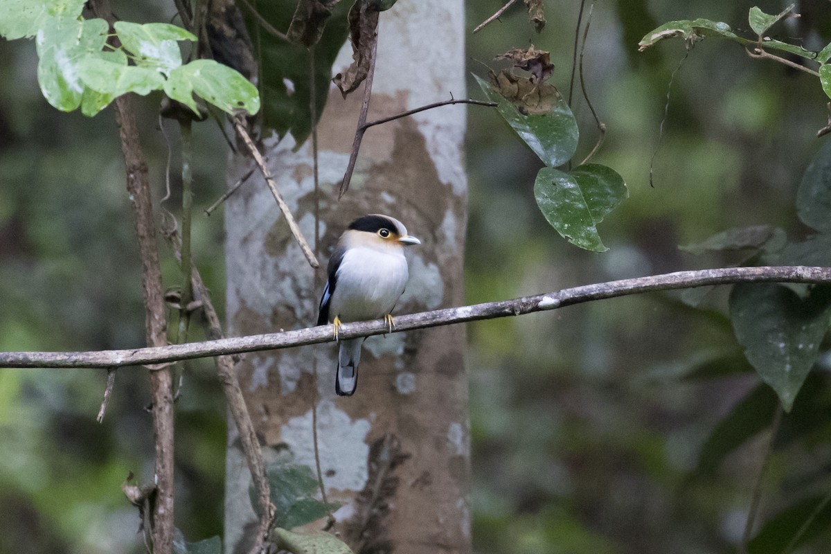 Silver-breasted Broadbill - ML613029150