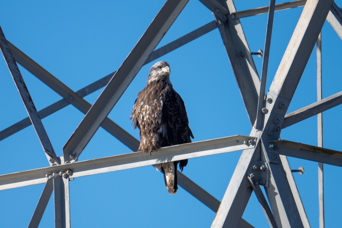 Bald Eagle - ML613029233