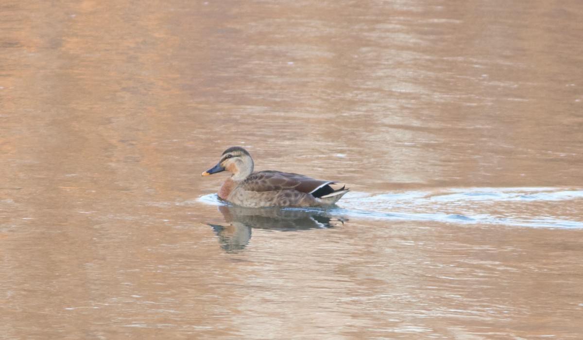 Mallard x Eastern Spot-billed Duck (hybrid) - ML613029243