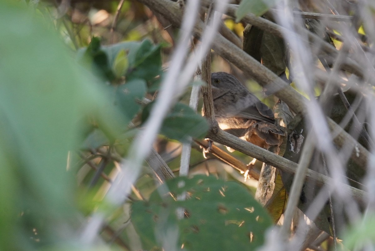 Striated Babbler - ML613029260