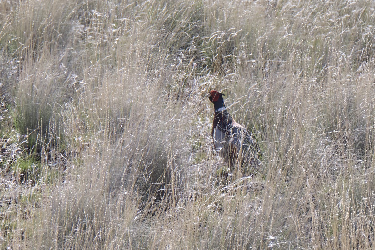 Ring-necked Pheasant - ML613029280