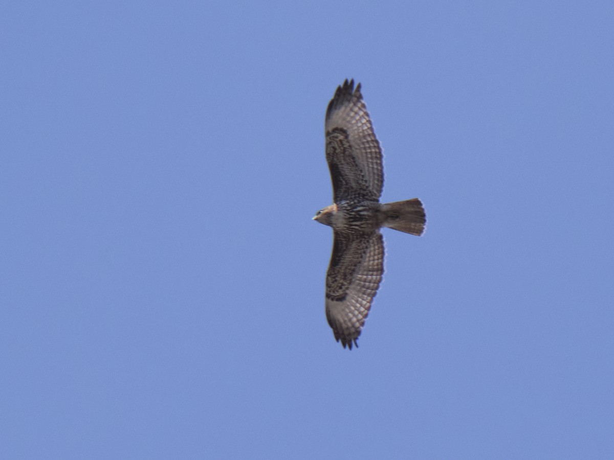 Red-tailed Hawk - Audrey Addison