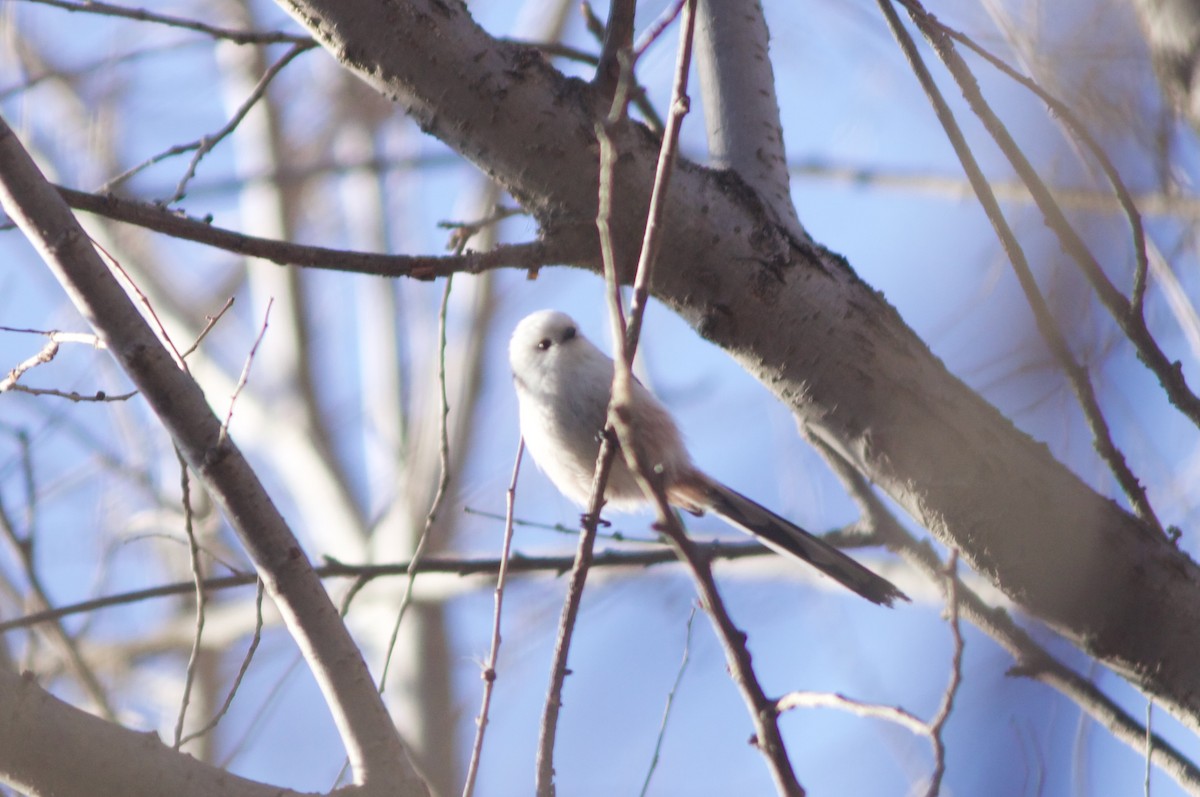 Long-tailed Tit - ML613029312