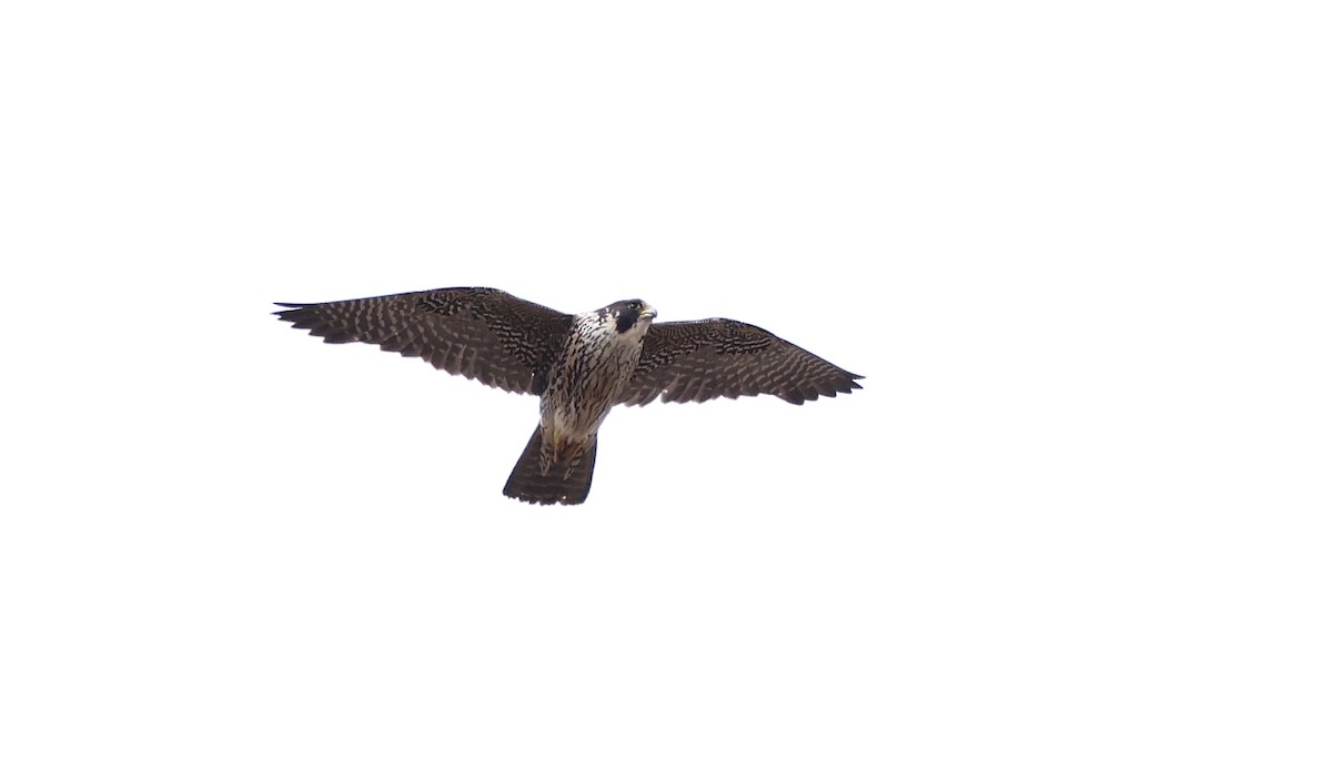 Peregrine Falcon - ML613029433