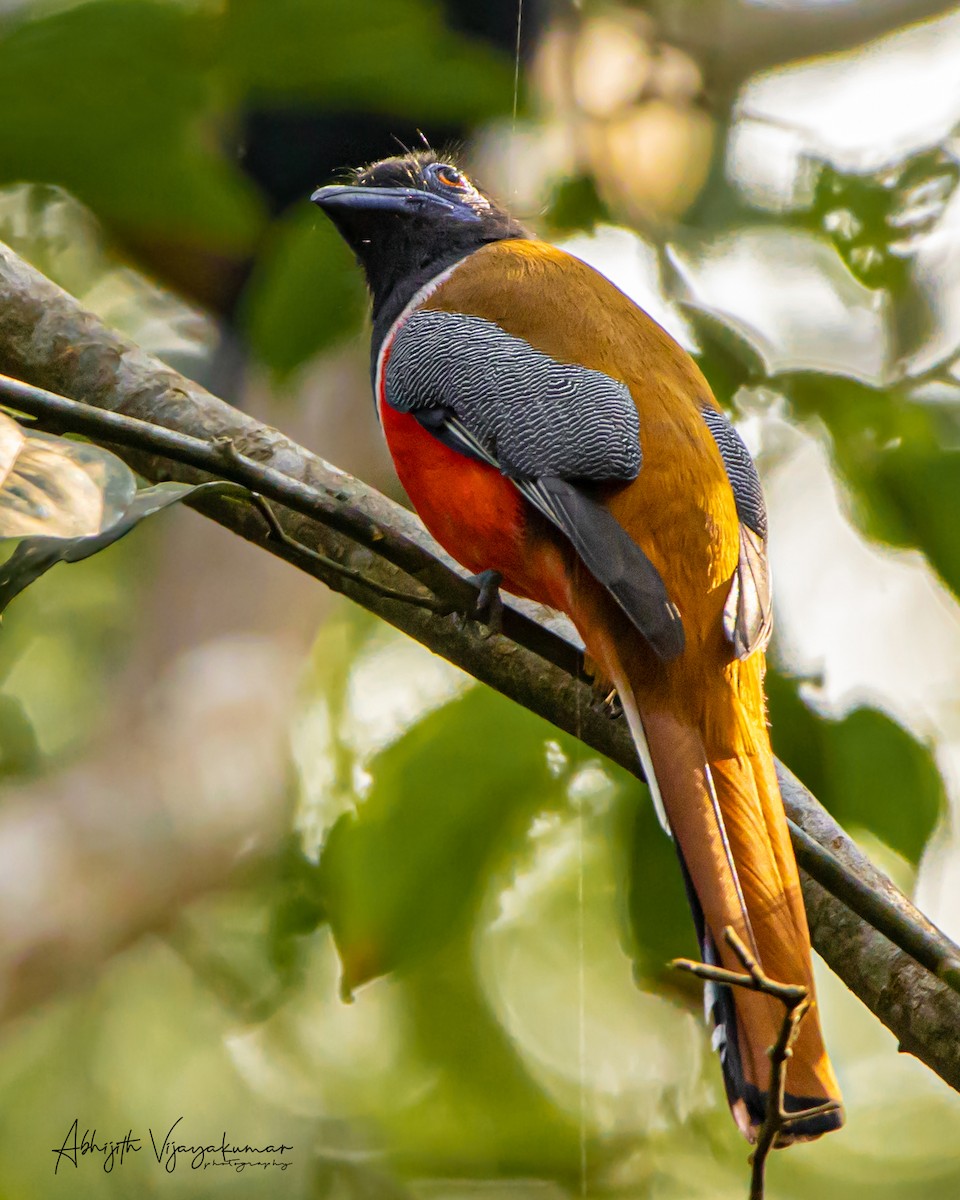 Malabar Trogon - ML613029502