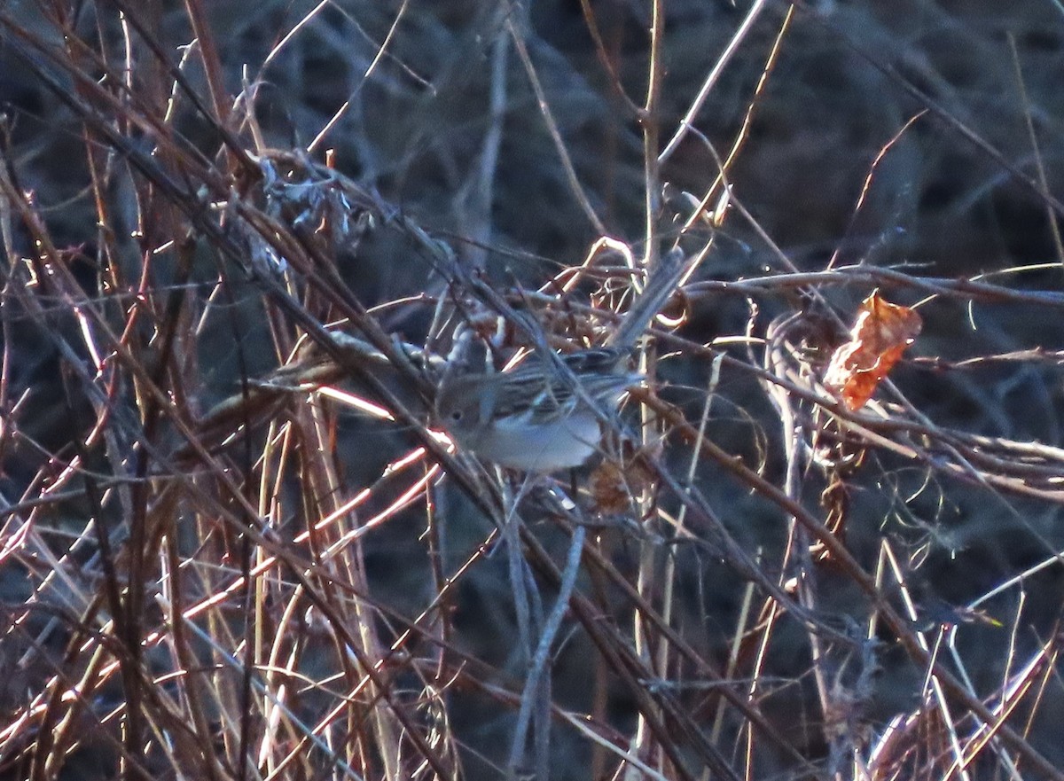 Field Sparrow - ML613029526
