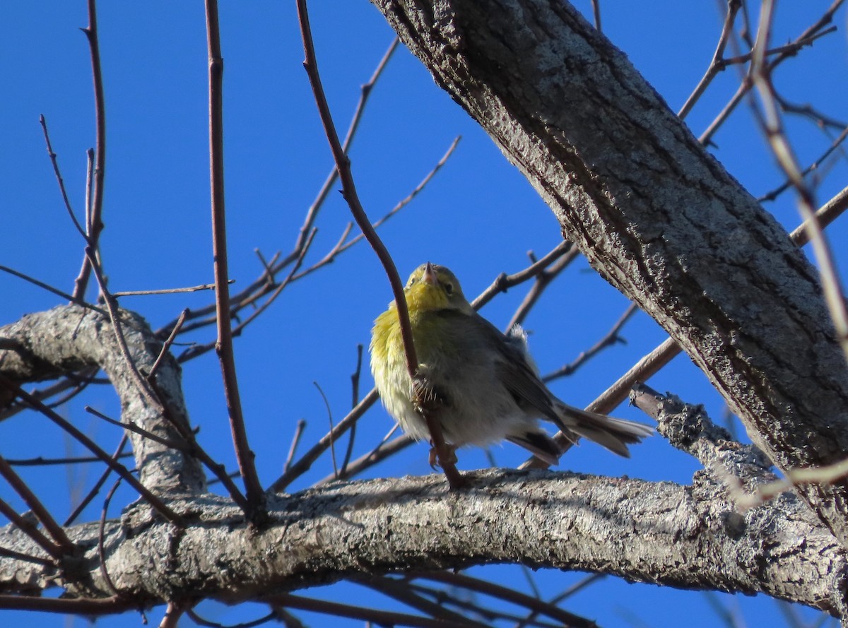 Pine Warbler - ML613029534