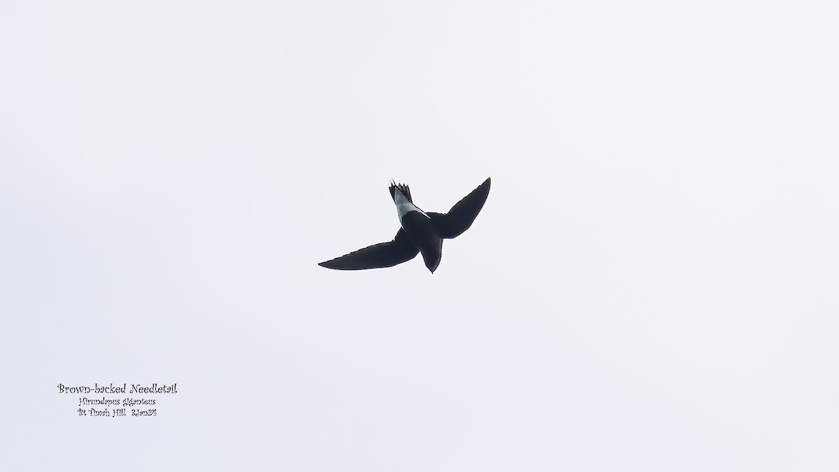 Brown-backed Needletail - ML613029560