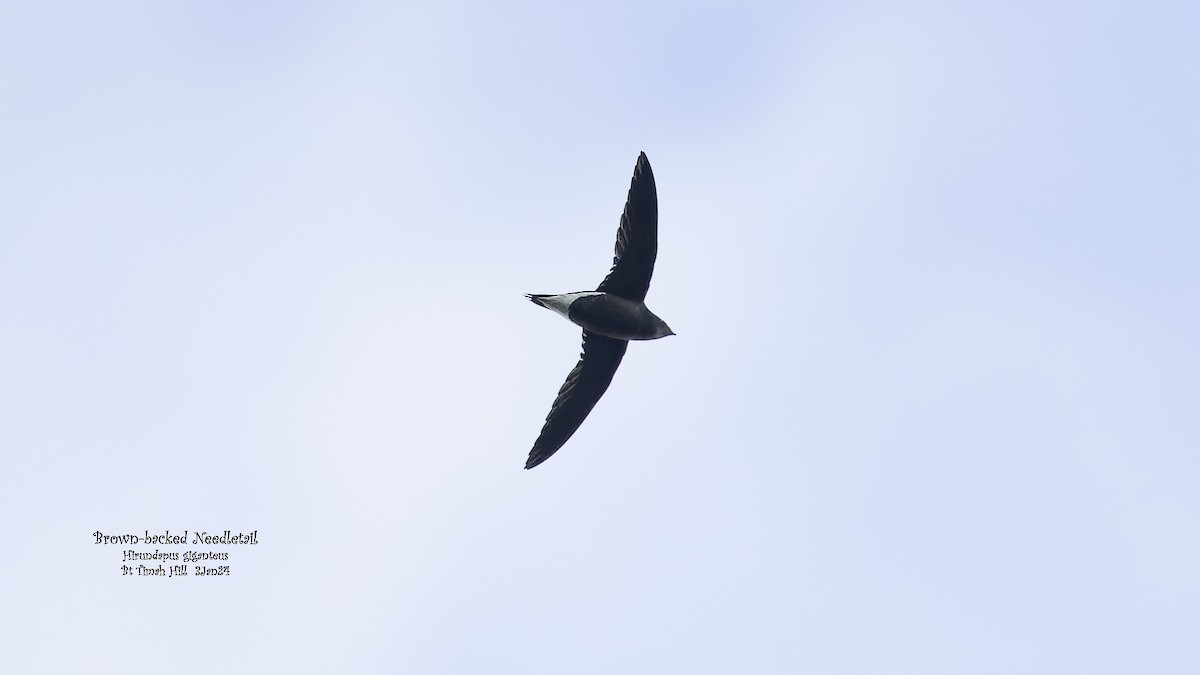 Brown-backed Needletail - ML613029561