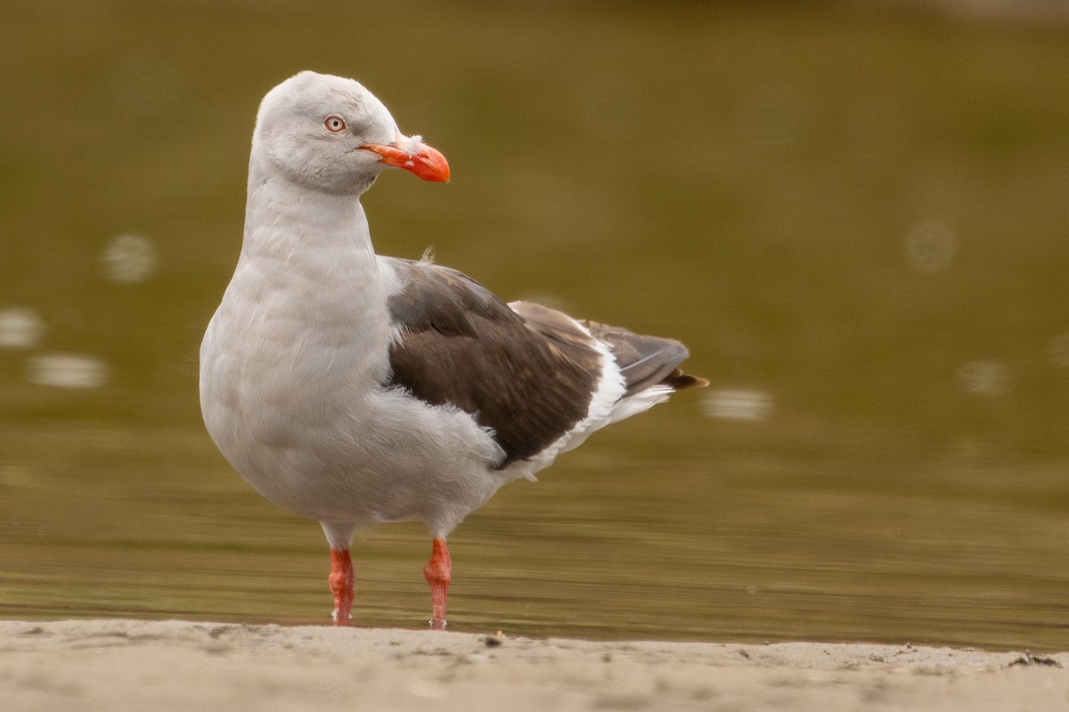 Dolphin Gull - Pablo Andrés Cáceres Contreras