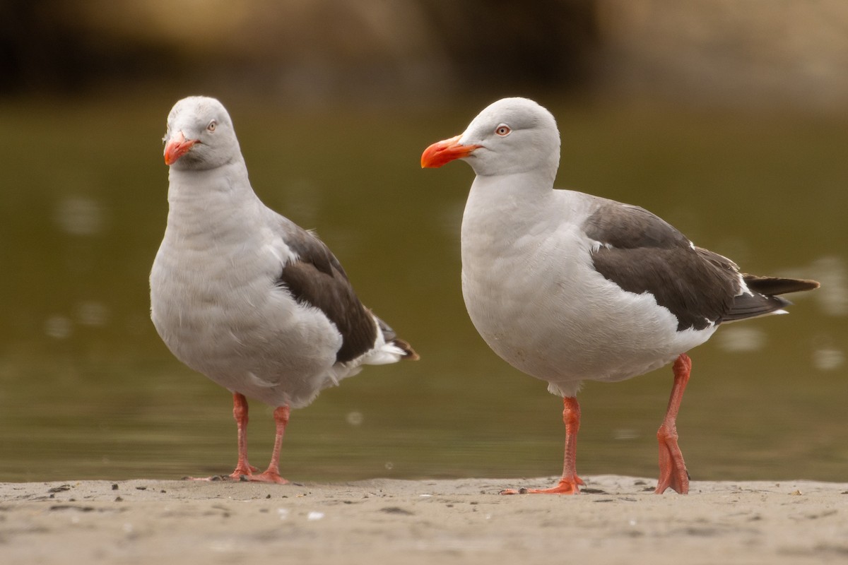 Dolphin Gull - Pablo Andrés Cáceres Contreras