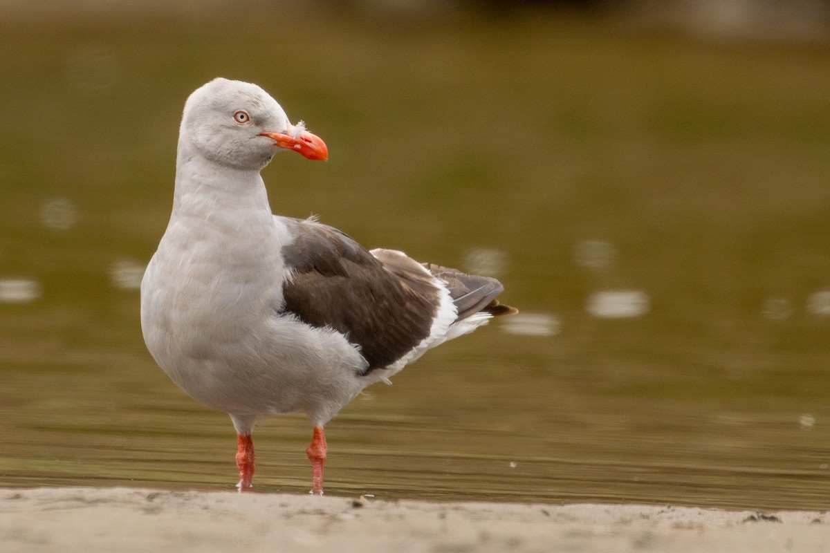 Dolphin Gull - ML613029602