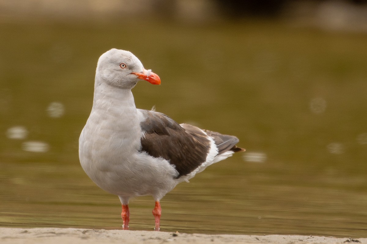 Dolphin Gull - ML613029605