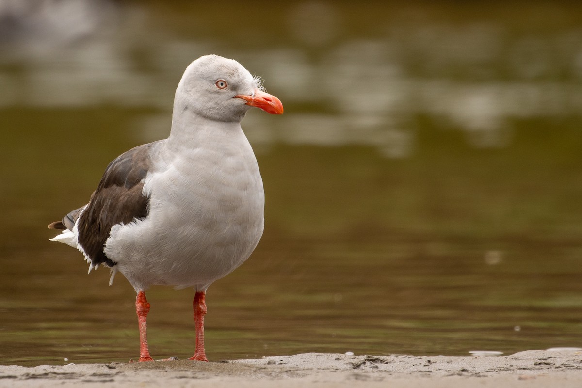 Dolphin Gull - ML613029608